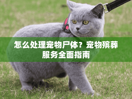 怎么处理宠物尸体？宠物殡葬服务全面指南