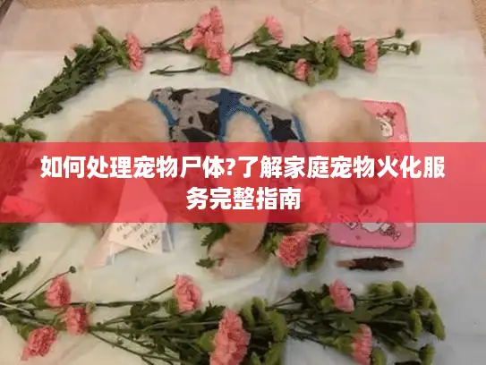 如何处理宠物尸体?了解家庭宠物火化服务完整指南 如何处理宠物尸体?了解家庭宠物火化服务完整指南