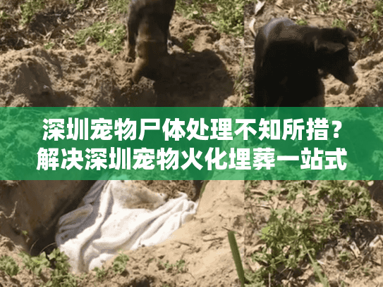 深圳宠物尸体处理不知所措？解决深圳宠物火化埋葬一站式方案