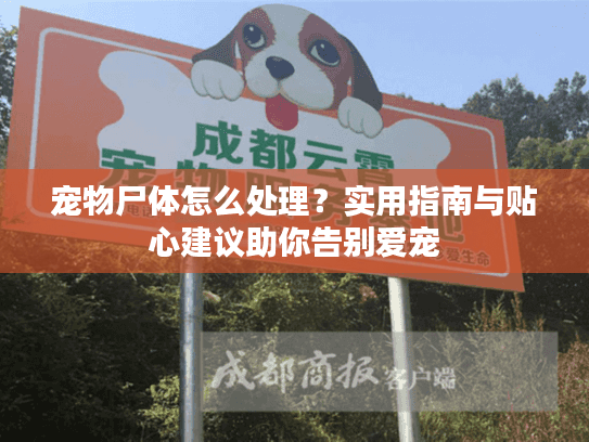 宠物尸体怎么处理？实用指南与贴心建议助你告别爱宠