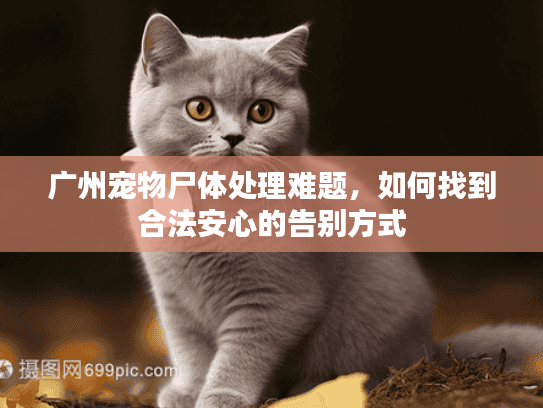 广州宠物尸体处理难题，如何找到合法安心的告别方式