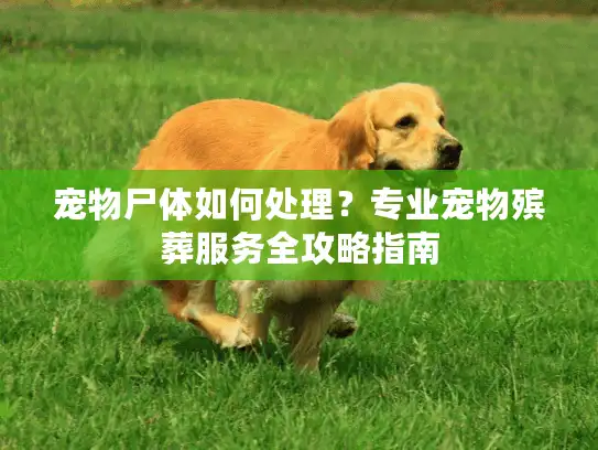 宠物尸体如何处理？专业宠物殡葬服务全攻略指南