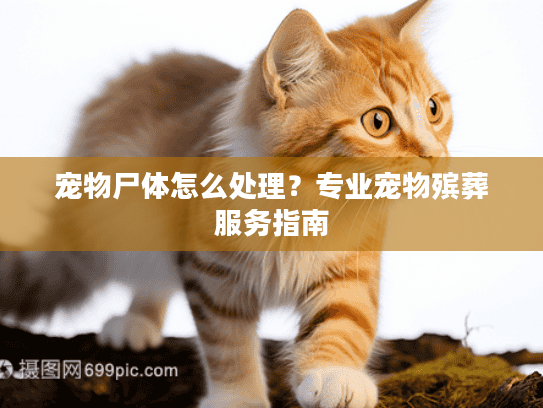 宠物尸体怎么处理？专业宠物殡葬服务指南