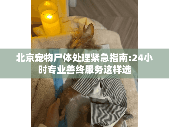 北京宠物尸体处理紧急指南:24小时专业善终服务这样选
