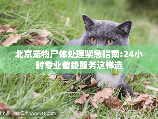 北京宠物尸体处理紧急指南:24小时专业善终服务这样选