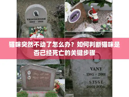 猫咪突然不动了怎么办?如何判断猫咪是否已经死亡的关键步骤 猫咪突然不动了怎么办?如何判断猫咪是否已经死亡的关键步骤