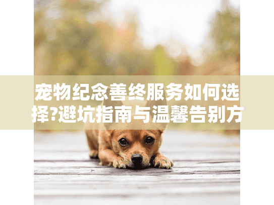 宠物纪念善终服务如何选择?避坑指南与温馨告别方案 宠物纪念善终服务如何选择?避坑指南与温馨告别方案