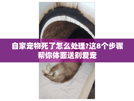 自家宠物死了怎么处理?这8个步骤帮你体面送别爱宠
