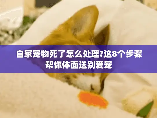自家宠物死了怎么处理?这8个步骤帮你体面送别爱宠