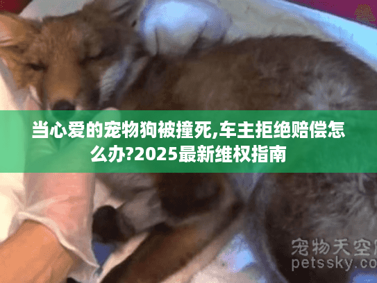 当心爱的宠物狗被撞死,车主拒绝赔偿怎么办?2025最新维权指南 当心爱的宠物狗被撞死,车主拒绝赔偿怎么办?2025最新维权指南