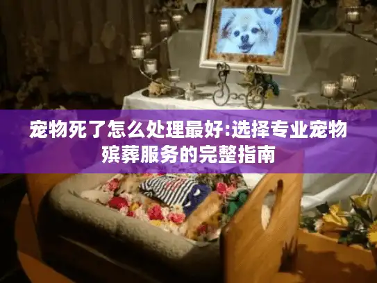 宠物死了怎么处理最好:选择专业宠物殡葬服务的完整指南