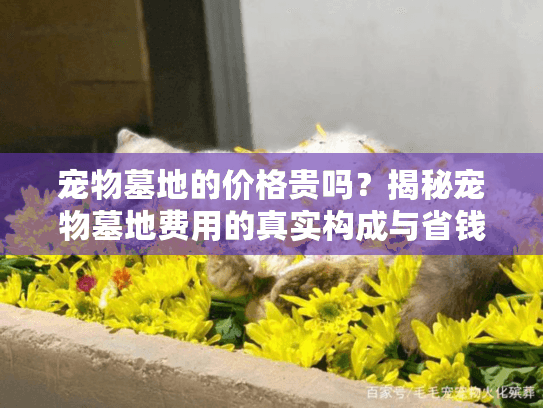 宠物墓地的价格贵吗？揭秘宠物墓地费用的真实构成与省钱技巧