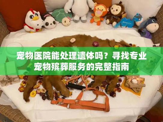 宠物医院能处理遗体吗？寻找专业宠物殡葬服务的完整指南