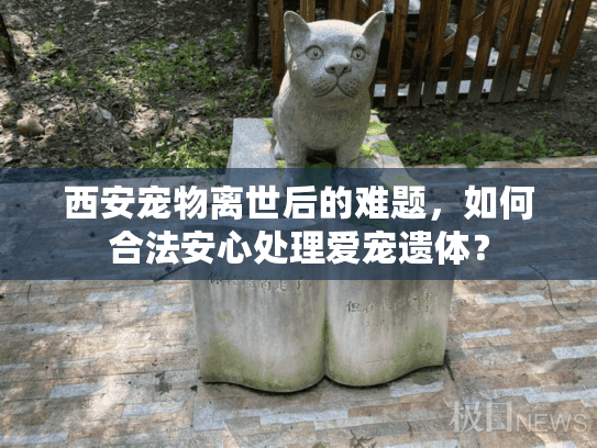 西安宠物离世后的难题，如何合法安心处理爱宠遗体？