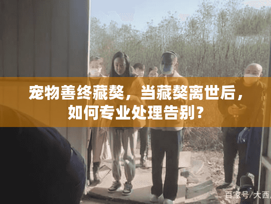 宠物善终藏獒,当藏獒离世后,如何专业处理告别? 宠物善终藏獒,当藏獒离世后,如何专业处理告别?