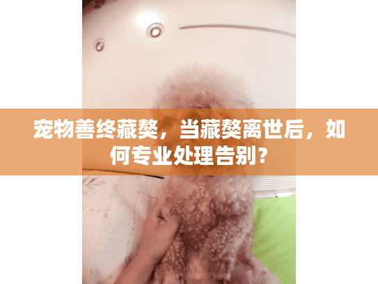 宠物善终藏獒,当藏獒离世后,如何专业处理告别? 宠物善终藏獒,当藏獒离世后,如何专业处理告别?