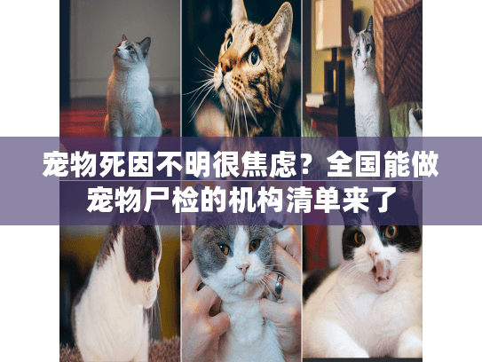 宠物死因不明很焦虑？全国能做宠物尸检的机构清单来了