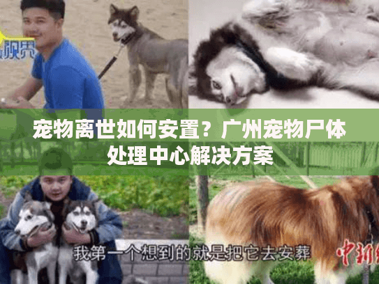 宠物离世如何安置?广州宠物尸体处理中心解决方案 宠物离世如何安置?广州宠物尸体处理中心解决方案