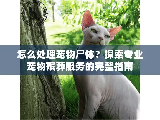 怎么处理宠物尸体？探索专业宠物殡葬服务的完整指南