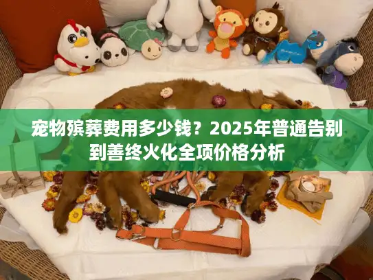 宠物殡葬费用多少钱？2025年普通告别到善终火化全项价格分析