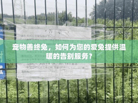 宠物善终兔，如何为您的爱兔提供温暖的告别服务？