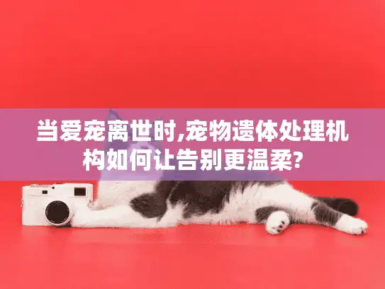 当爱宠离世时,宠物遗体处理机构如何让告别更温柔? 当爱宠离世时,宠物遗体处理机构如何让告别更温柔?