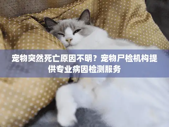 宠物突然死亡原因不明?宠物尸检机构提供专业病因检测服务 宠物突然死亡原因不明?宠物尸检机构提供专业病因检测服务