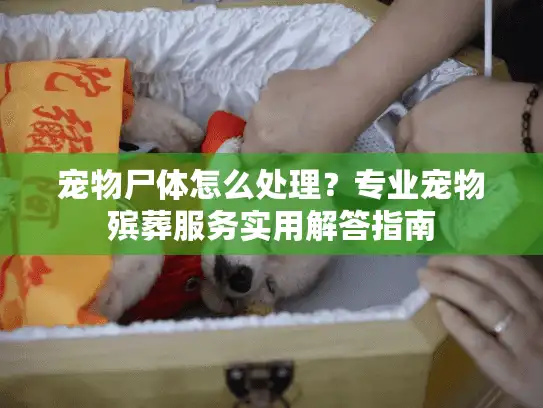 宠物尸体怎么处理？专业宠物殡葬服务实用解答指南