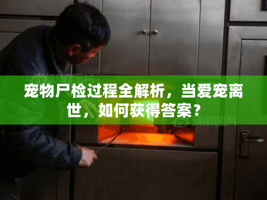 宠物尸检过程全解析,当爱宠离世,如何获得答案? 宠物尸检过程全解析,当爱宠离世,如何获得答案?