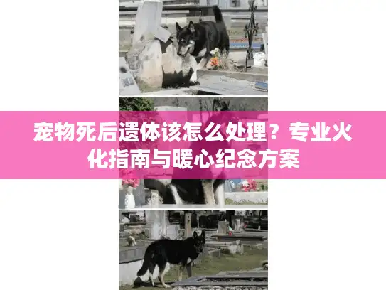 宠物死后遗体该怎么处理？专业火化指南与暖心纪念方案