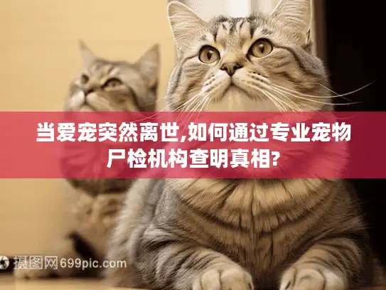 当爱宠突然离世,如何通过专业宠物尸检机构查明真相?