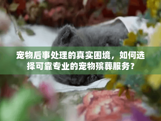 宠物后事处理的真实困境，如何选择可靠专业的宠物殡葬服务？