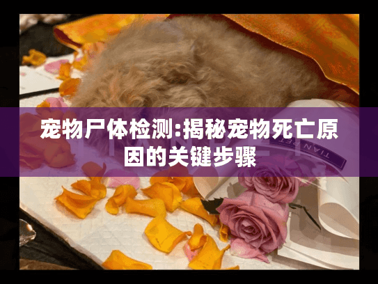 宠物尸体检测:揭秘宠物死亡原因的关键步骤