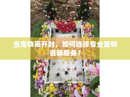 当宠物离开时,如何选择专业宠物丧葬服务? 当宠物离开时,如何选择专业宠物丧葬服务?