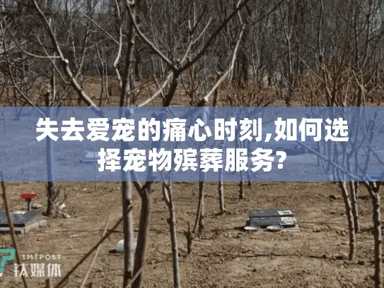 失去爱宠的痛心时刻,如何选择宠物殡葬服务?