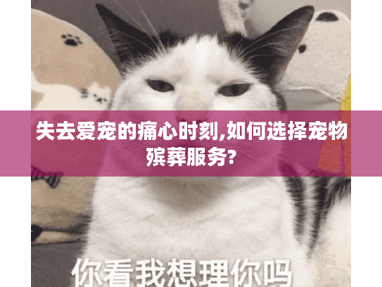 失去爱宠的痛心时刻,如何选择宠物殡葬服务?