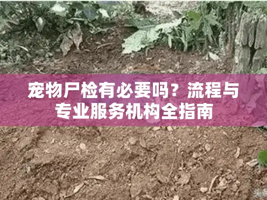 宠物尸检有必要吗？流程与专业服务机构全指南