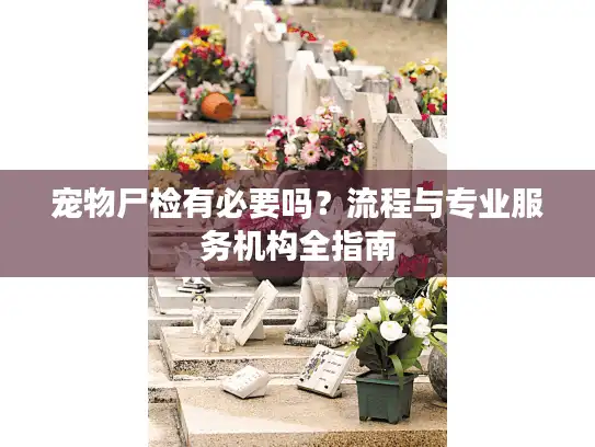 宠物尸检有必要吗？流程与专业服务机构全指南