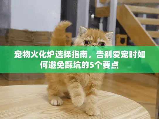宠物火化炉选择指南，告别爱宠时如何避免踩坑的5个要点