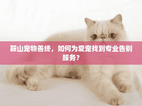 鞍山宠物善终,如何为爱宠找到专业告别服务? 鞍山宠物善终,如何为爱宠找到专业告别服务?