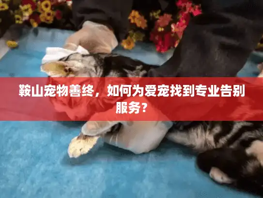 鞍山宠物善终,如何为爱宠找到专业告别服务? 鞍山宠物善终,如何为爱宠找到专业告别服务?