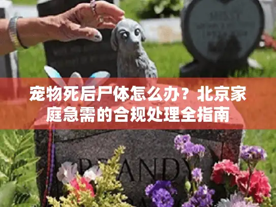 宠物死后尸体怎么办？北京家庭急需的合规处理全指南