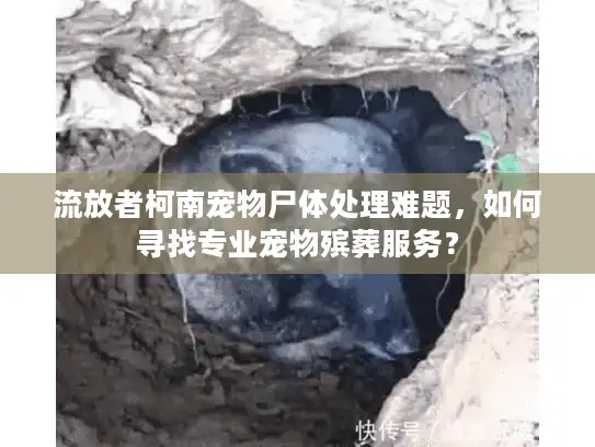 流放者柯南宠物尸体处理难题，如何寻找专业宠物殡葬服务？