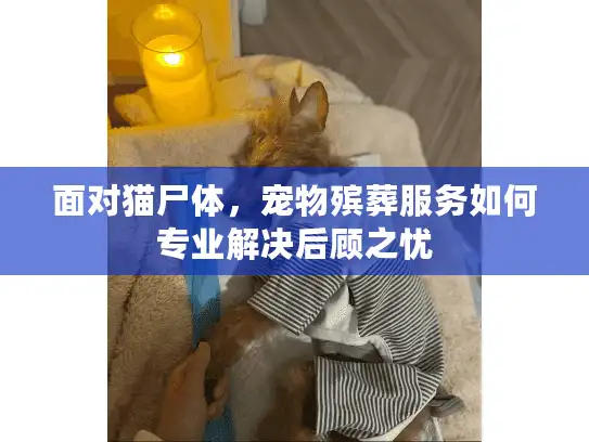 面对猫尸体，宠物殡葬服务如何专业解决后顾之忧