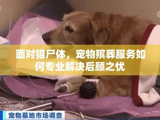 面对猫尸体，宠物殡葬服务如何专业解决后顾之忧