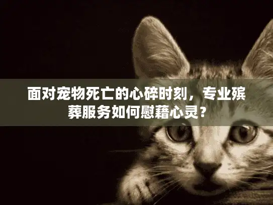 面对宠物死亡的心碎时刻，专业殡葬服务如何慰藉心灵？