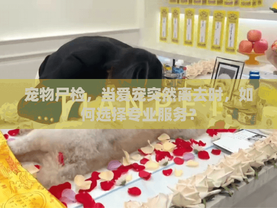 宠物尸检，当爱宠突然离去时，如何选择专业服务？