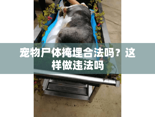 宠物尸体掩埋合法吗？这样做违法吗