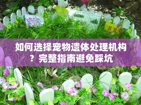 如何选择宠物遗体处理机构?完整指南避免踩坑 如何选择宠物遗体处理机构?完整指南避免踩坑