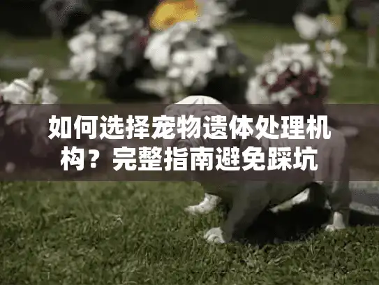 如何选择宠物遗体处理机构?完整指南避免踩坑 如何选择宠物遗体处理机构?完整指南避免踩坑
